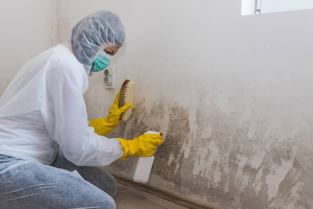 Best Fast Mold Removal  in Green Oaks, IL