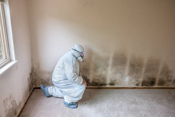 Best Mold Remediation  in Green Oaks, IL